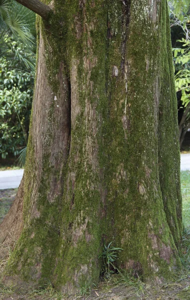 Aproape de un trunchi de copac vechi într-un parc într-o zi de vară — Fotografie, imagine de stoc