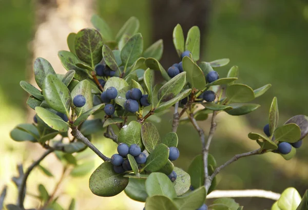 Rhaphiolepis gün ışığında mavi meyveyle umbellate dalı