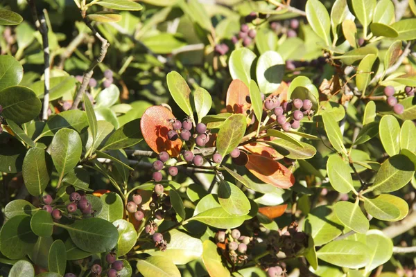 Rhaphiolepis umbellate Zweig mit rosa Früchten bei Tageslicht — Stockfoto