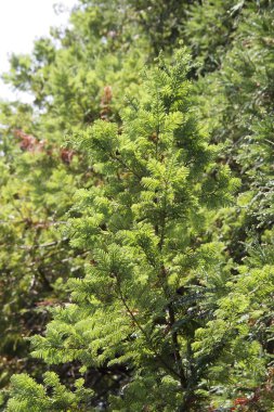 Sequoia, Cupressaceae familyasından bir bitki cinsidir.