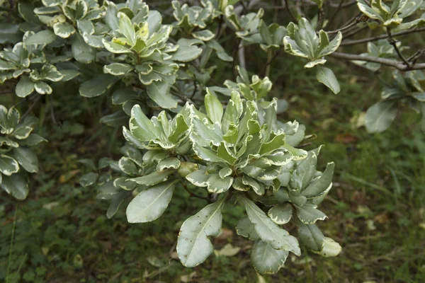 Euonymus japonica ist eine Zierpflanze. Saftiges Laub mit weißen Rändern im Garten — Stockfoto