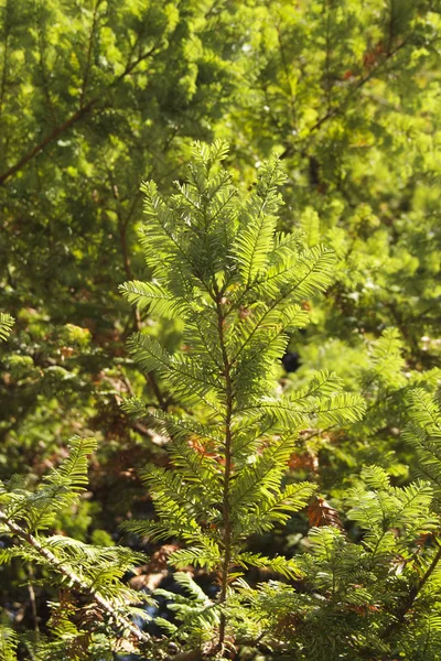 Sequoia é um género botânico pertencente à família Cupressaceae. — Fotografia de Stock