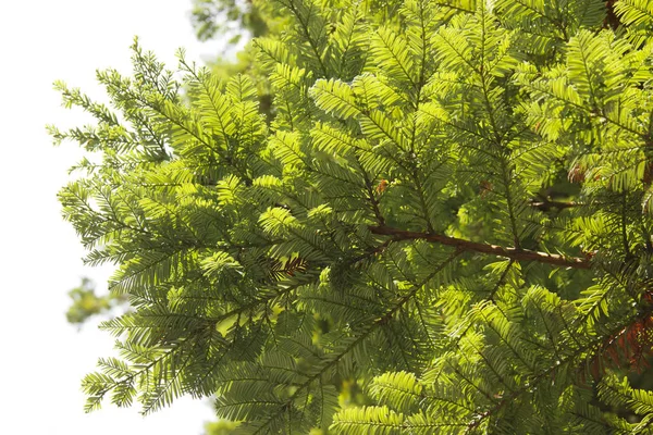 Sequoia is een geslacht van houtachtige planten uit de familie Cupressaceae. Rechtenvrije Stockafbeeldingen