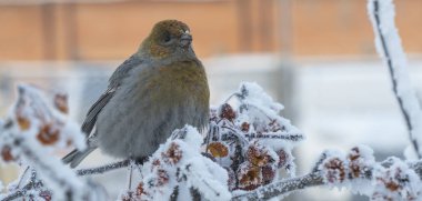 Bir dalda donmuş böğürtlen