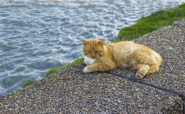 红猫躺在河岸上.无家可归的动物. — 图库照片