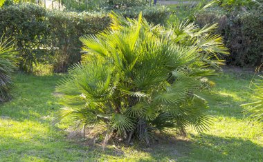 Chamaerops humilis is the only palm growing in Europe, so it is also called the European fan palm. 
