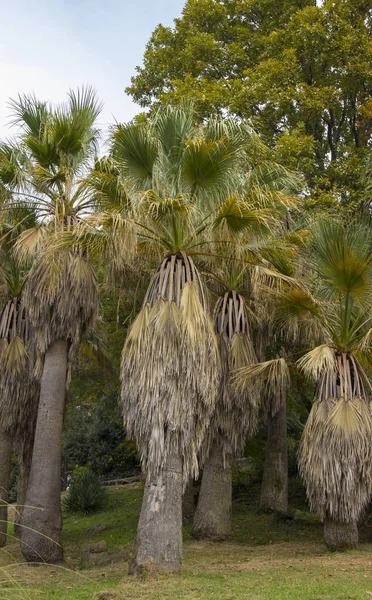 Όμορφη ανθισμένη Washingtonia filifera. τροπική βλάστηση και ζούγκλες. — Φωτογραφία Αρχείου