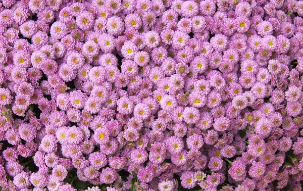 Petit jardin Astra fleurs. Groupe des asters alpins . — Photo