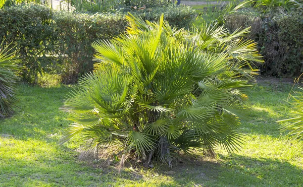Chamaerops humilis is the only palm growing in Europe, so it is also called the European fan palm. — ストック写真