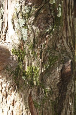 Color of bark American Platanus occidentalis. background from the bark of a tree. mottled trunk with splashes of light green and gray colors give the sycamore a special appeal. trending camouflage 