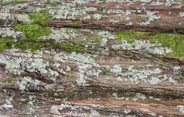 the trunk of a large tree covered with green moss. background from the bark of an old tree