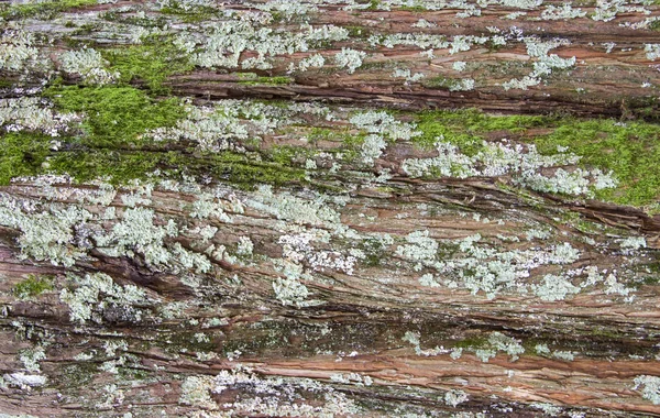 O tronco de uma grande árvore coberta com musgo verde. fundo a partir da casca de uma árvore velha — Fotografia de Stock