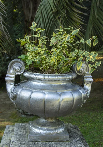 Pot de fleurs avec une plante ornementale dans un parc de la ville — Photo