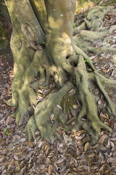 Trunchiul și rădăcinile unui copac vechi din parc — Fotografie, imagine de stoc