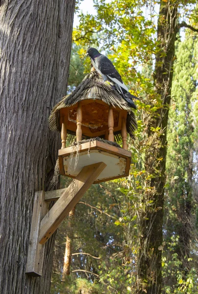 Domek Letniskowy Drzewie Latem Pień Drzewa Owocowego Domkiem Dla Ptaków — Zdjęcie stockowe