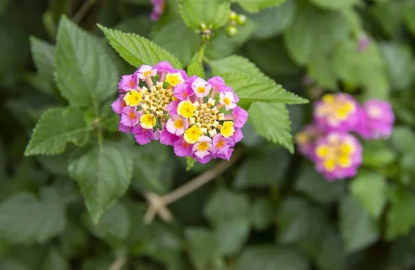 Schöne Lantana Camara Exotische Tropische Blume Staude Die Eine Ganze — Stockfoto