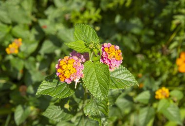 Güzel Lantana Camara egzotik tropik çiçek. Bir sürü enfes infloresans içeren uzun ömürlü bir çalılık. Bahçıvanlar bu bitkiyi kapalı alanda yetiştirmeyi tercih ederler.