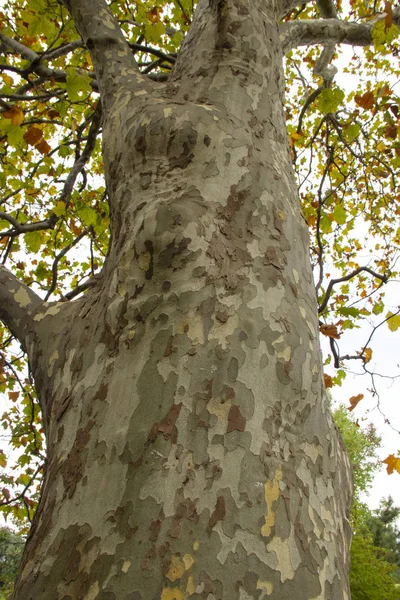 Culoarea Scoarței American Platanus Occidentalis Fundal Din Coaja Unui Copac — Fotografie, imagine de stoc