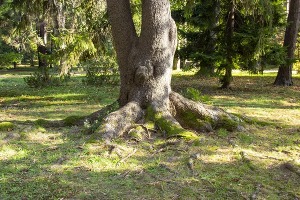 Vecchio Albero Con Radici Aperte Belle Una Foresta Autunnale — Foto Stock