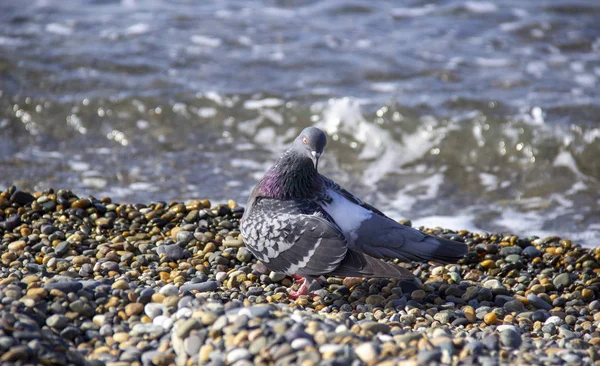 Pigeon Sits Pebble Beach Sea Bird Cleans Its Plumage — Stock Photo, Image