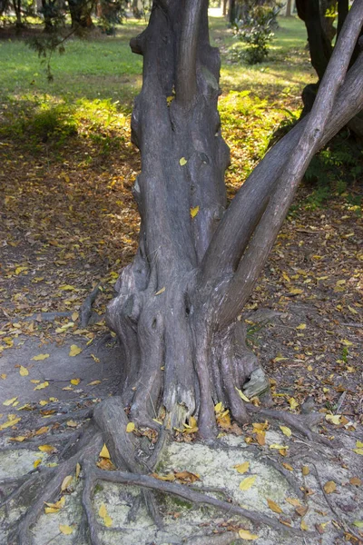 Старое Дерево Открытыми Красивыми Корнями Осеннем Лесу — стоковое фото