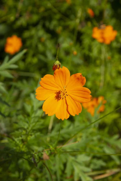 コスモス硫黄は美しい開花植物 装飾的な庭の花の種です 草の背景に鮮やかな黄色の花メキシカン アスターはラテンアメリカで一般的です — ストック写真