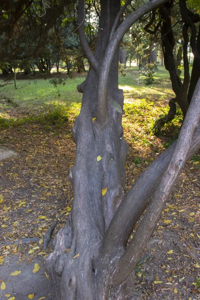 Старое Дерево Открытыми Красивыми Корнями Осеннем Лесу — стоковое фото