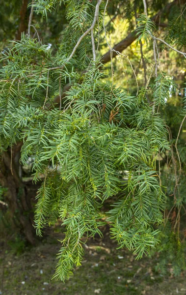 Taxus Baccata Neue Triebe Wachsen Strauch Zierpflanze Frisch Grüne Knospen — Stockfoto