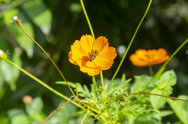 コスモス硫黄は美しい開花植物 装飾的な庭の花の種です 草の背景に鮮やかな黄色の花メキシカン アスターはラテンアメリカで一般的です — ストック写真