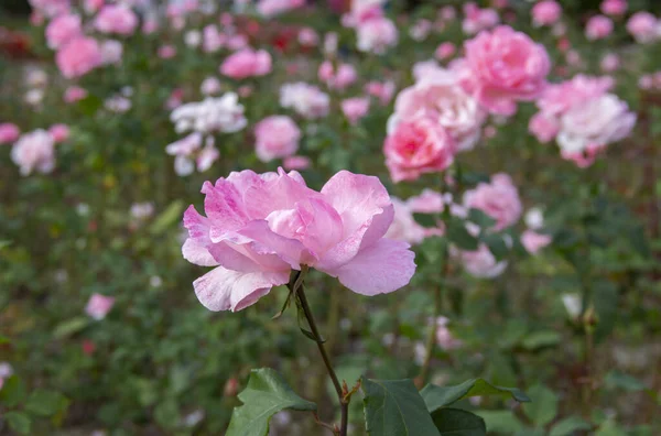Růžové Růže Květiny Krásné Zahradě Dopoledních Hodinách Léto Nádhera Kvetoucích — Stock fotografie