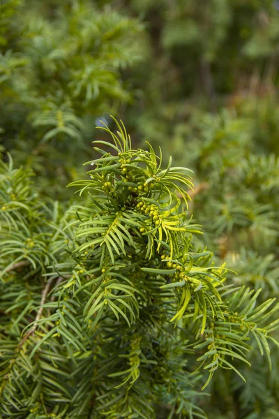 紫杉树新梢生长 灌木观赏植物 新鲜绿麻雀丛生针叶树 树叶可以作为空气中重金属的生物指示物 — 图库照片