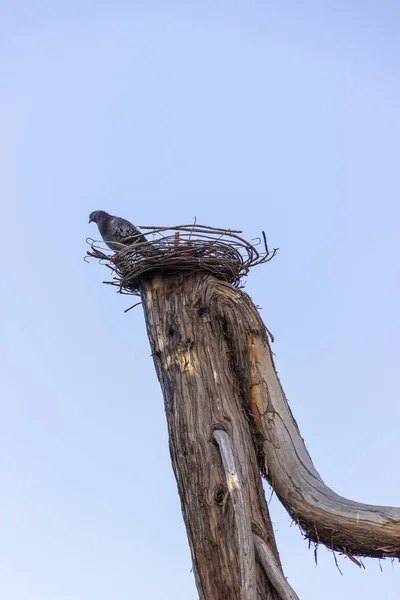 Las Aves Anidan Árbol Contra Cielo Despejado — Foto de Stock