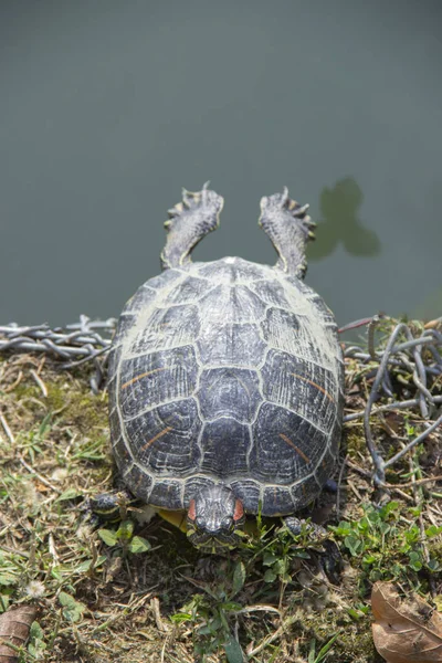 Красноухая черепаха на берегу пруда — стоковое фото