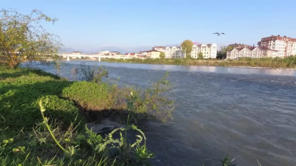 Martılar Hızlı Nehrin Üzerinde Uçar — Stok video