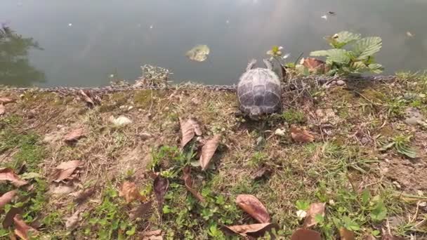 Rödörad Sköldpadda Vid Dammens Strand — Stockvideo