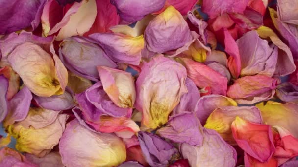 Background Multicolored Dried Rose Petals Top View Free Space Your — Stock Video