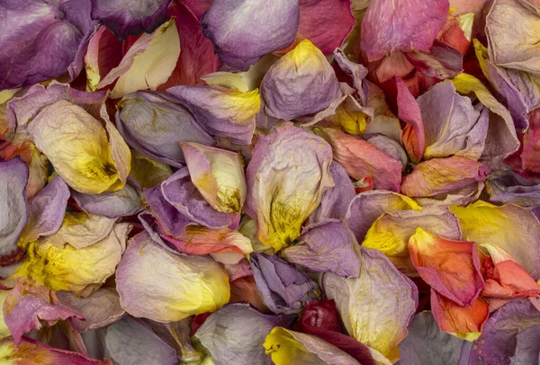 background of multicolored dried rose petals. top view. free space for your design. holiday background on the theme of love. petals of a delicate flower, flat layout. Valentine\'s day background