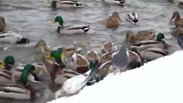 鸭子在冬天的冰水中游泳 冬天人们在河岸上喂食饥饿的小鸟 — 图库视频影像
