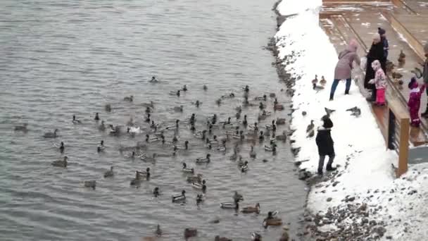 Russia Krasnoyarsk March 2020 사람들 강둑에서 오리에게 먹이를 — 비디오