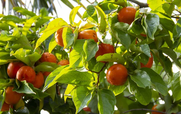 Persimmon Tree Beautiful Green Leaves Diospyros Kaki Species Perennial Ebenaceae — Stock Photo, Image