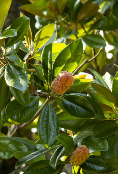 Branch of Magnolia Grandiflora tree, with seed pod and red, ripe seeds. genus of flowering plants in the Magnoliaceae family. seeds are ovoid with a small embryo immersed in an oily endosperm.