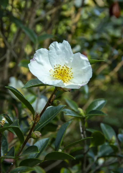 山椿の花 科の常緑植物 茶葉から茶葉や茶葉を作るための原料が得られます 装飾園芸で使われています — ストック写真