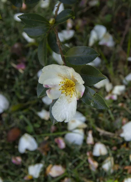 Mountain Camellia Flower Evergreen Plant Family Theaceae Camellia Sinensis Tea — Stock Photo, Image
