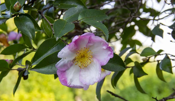 mountain Camellia flower. evergreen plant of the family Theaceae. Camellia sinensis or Tea Bush, from the leaves of which the raw material for making tea is obtained. used in decorative gardening.