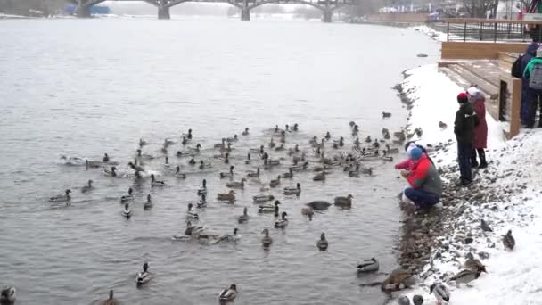 Russia Krasnoyarsk March 2020 사람들 강둑에서 오리에게 먹이를 — 비디오