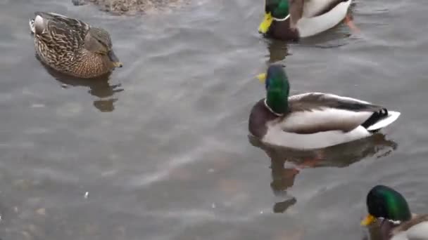 Ducks Swim Winter Ice Water People Feed Hungry Birds River — Stock Video