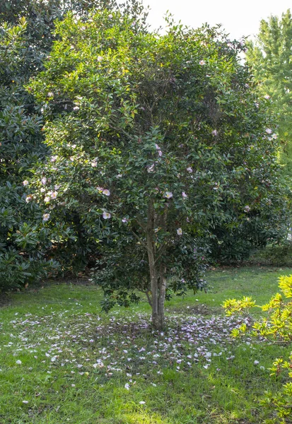 Hegyi Kaméliás Virág Theaceae Család Örökzöld Növénye Camellia Sinensis Vagy — Stock Fotó