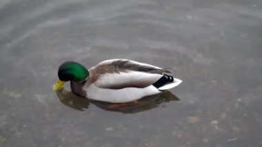 Ördekler kış buzlu sularında yüzerler. İnsanlar kışın nehir kıyısında aç kuşları besler..