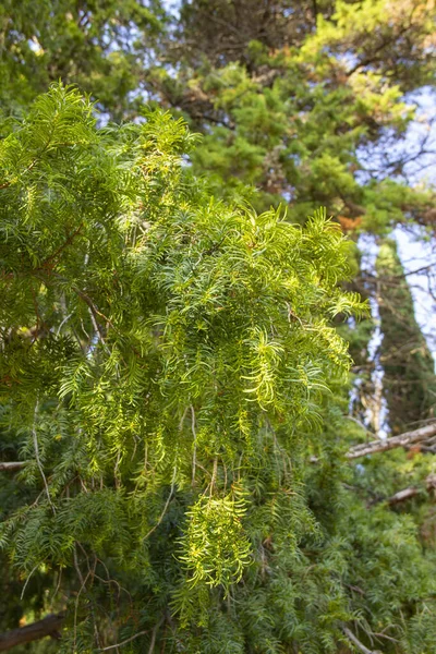 Taxus Baccata Groenblijvende Naaldboom Hout Wordt Gebruikt Voor Het Creëren — Stockfoto