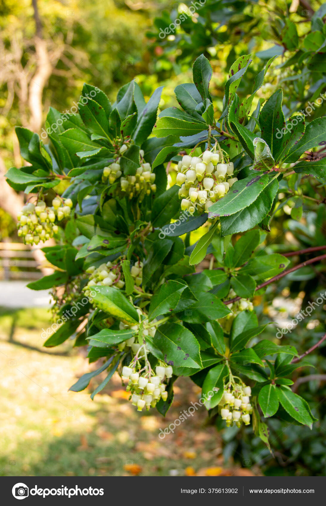 Pieris Japonica Especie Hermosos Arbustos Con Flores Familia Ericaceae